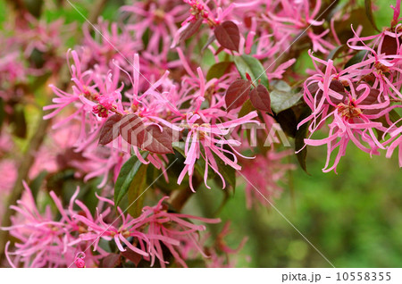 ベニバナトキワマンサク 10558355