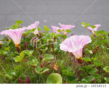 ハマヒルガオ ハマヒルガオ 10558515