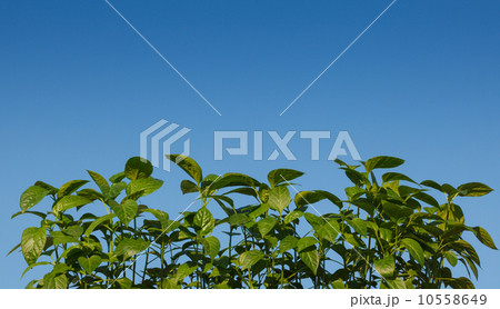 Spring sprouts Spring sprouts 10558649