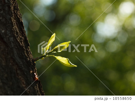 New twig at old timber 10558650