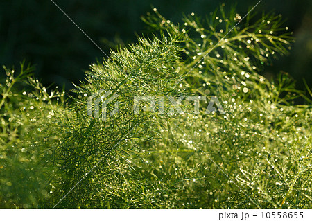 Closeup of asparagus in morning garden 10558655