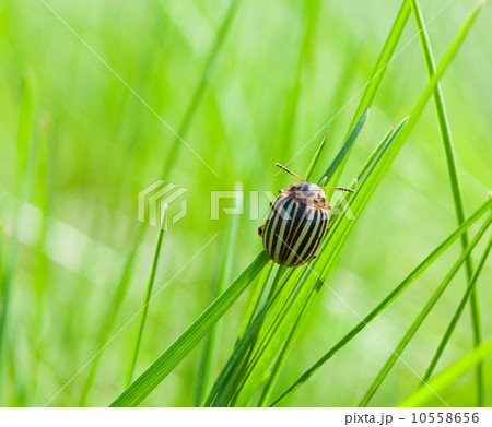 Colorado potato beetle over green meadow background 10558656