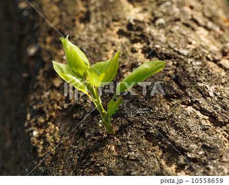 New sprout at old tree trunk 10558659
