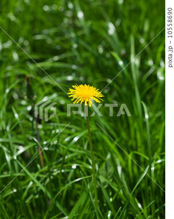 Blossom dandelion in green field Blossom dandelion in green field 10558690