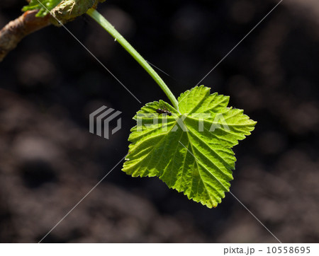 New currant leaf New currant leaf 10558695
