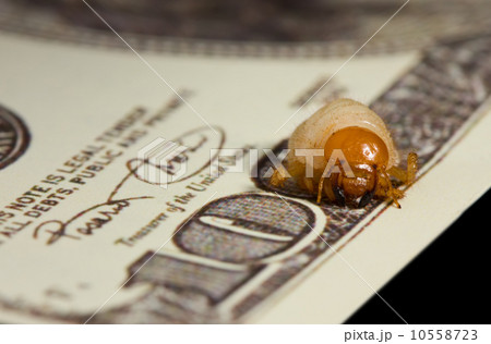 Bug larva bite through hundred dollar banknote, economic crisis 10558723