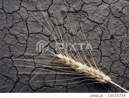 Single ear on drought soil 10558784