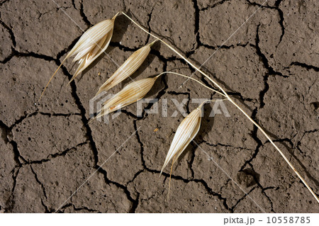 Oat ears and waterless soil Oat ears and waterless soil 10558785