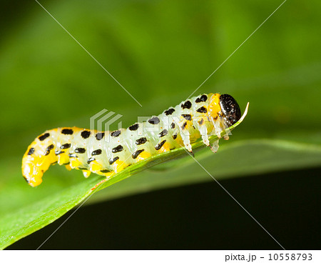 Macro of caterpillar attached to oak leaf Macro of caterpillar attached to oak leaf 10558793