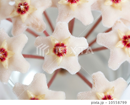Close-up of hoya bloom 10558799