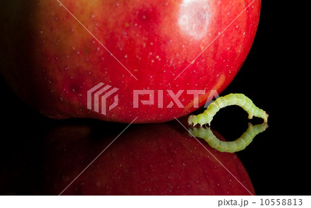 Macro of codling moth caterpillar moving to ripe apple Macro of codling moth caterpillar moving to ripe apple 10558813