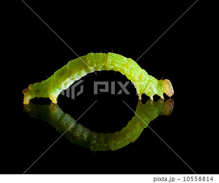 Macro of geometrid over black 10558814