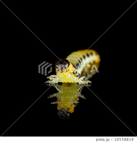 en face of caterpillar isolated on black en face of caterpillar isolated on black 10558819