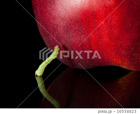 Geometrid ready to feed 10558823