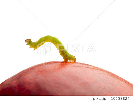 Pest caterpillar on peach Pest caterpillar on peach 10558824