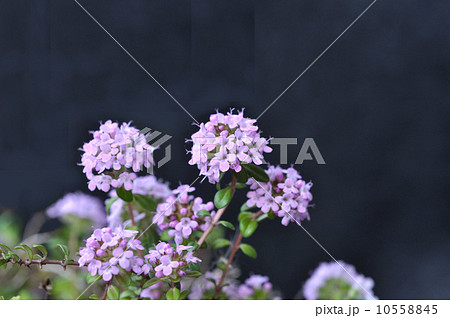 クリーピングタイム 10558845