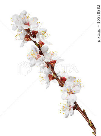 Blooming twig of fruit-tree 10558882