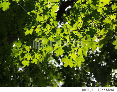 Maple brunch on bright sun Maple brunch on bright sun 10558898