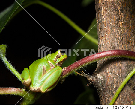 Tree frog sitting on branch 10558915