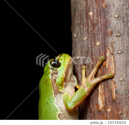 Macro of tree frog Macro of tree frog 10558920