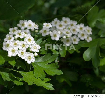 Flowering hawthorn in springtime Flowering hawthorn in springtime 10558928