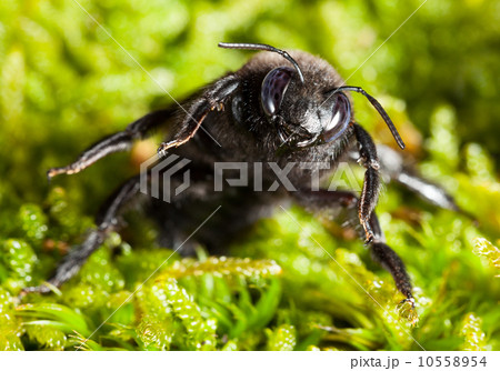 Carpenter bee en face attitude of combat Carpenter bee en face attitude of combat 10558954