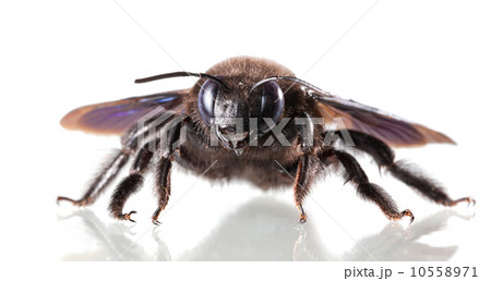 European carpenter bee (Xylocopa violacea) en face 10558971