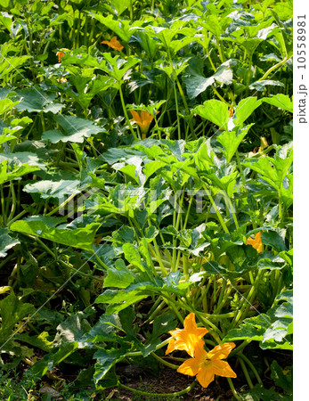 Squash bush 10558981