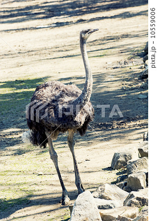 Ostrich (Struthio camelus) 10559006