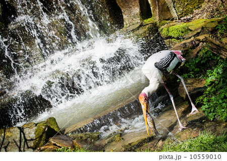 Painted Stork (Mycteria leucocephala) 10559010