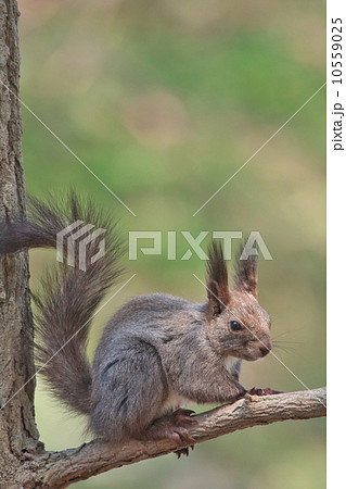 エゾリス 10559025