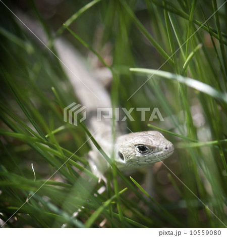 Small lizard in the grass Small lizard in the grass 10559080