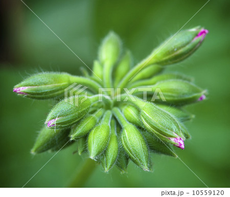 Flower buds of geranium (Pelargonium hortorum) Flower buds of geranium (Pelargonium hortorum) 10559120