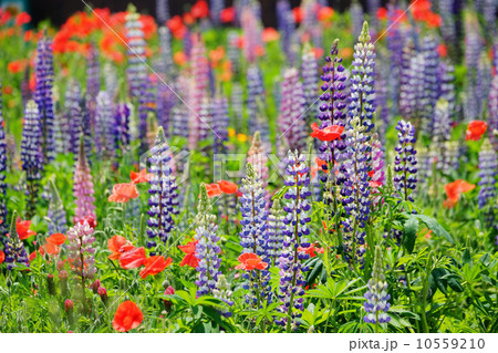 ルピナス 10559210