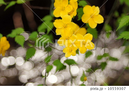 ヤマブキ 10559307