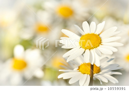 white marguerite flowers white marguerite flowers 10559391