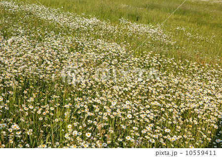 white marguerite flowers 10559411