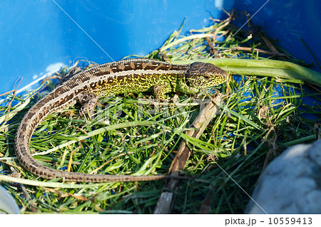 small lizard Lacerta agilis 10559413