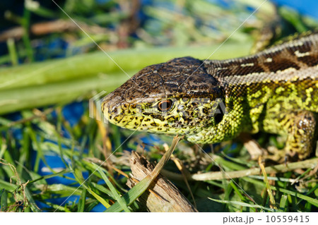 small lizard Lacerta agilis 10559415
