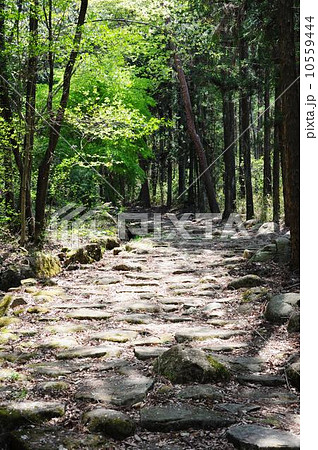 春の中山道琵琶峠 春の中山道琵琶峠 10559444