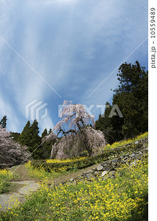 西村大師堂の枝垂れ桜 西村大師堂の枝垂れ桜 10559489