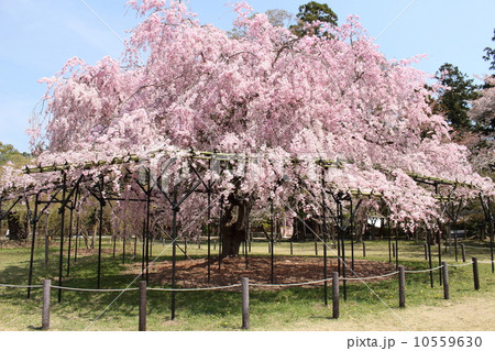 しだれ桜 10559630