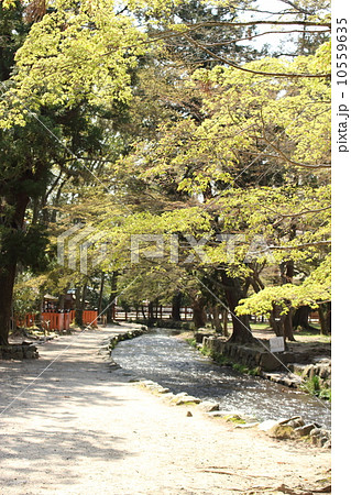 せせらぎ 10559635