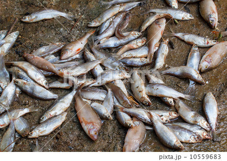 Pile of caught sea fish Pile of caught sea fish 10559683