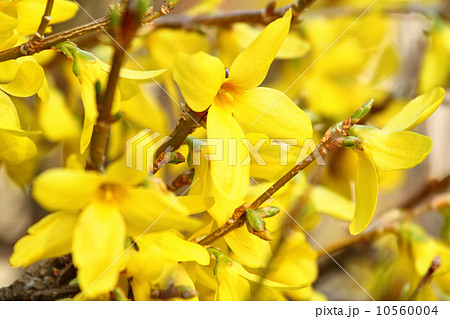Forsythia 10560004