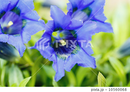 Trumpet gentiana blue spring flower in garden 10560068