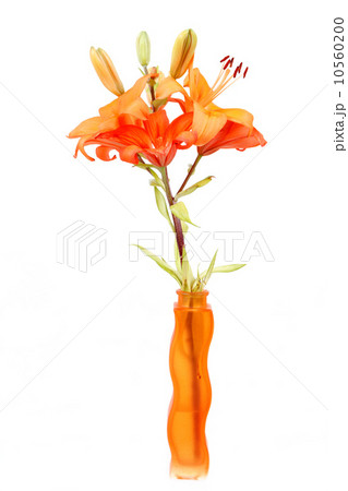 Detail of flowering orange lily Detail of flowering orange lily 10560200
