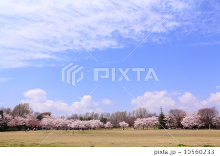 美しが丘公園の桜 美しが丘公園の桜 10560233