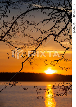 Branches silhouette above the sunset on the Saimaa lake in Finla Branches silhouette above the sunset on the Saimaa lake in Finla 10560367