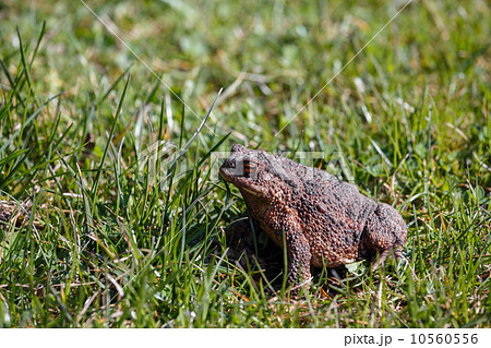 brown toad in the garden 10560556